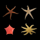 Animals like these starfish may be among the critters the team encounters beneath the site of the former iceberg.